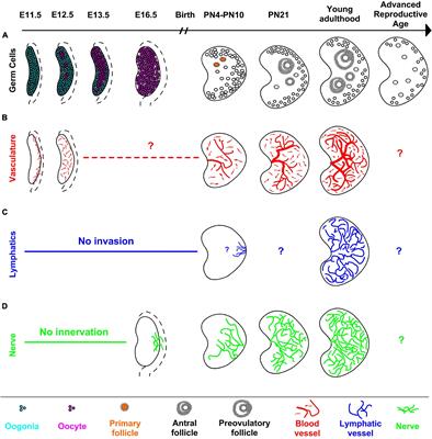 Ovary Development: Insights From a Three-Dimensional Imaging Revolution